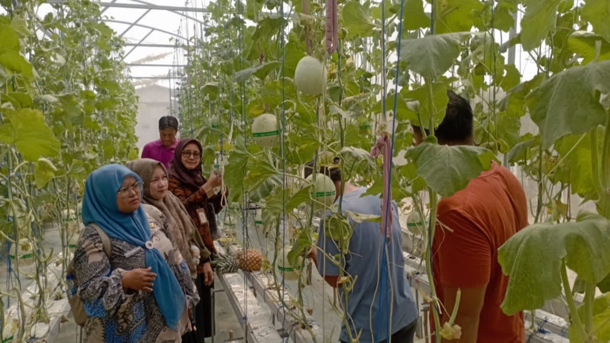 Foto: BUMDes Sulap Lahan Kosong Jadi Wisata Petik Melon