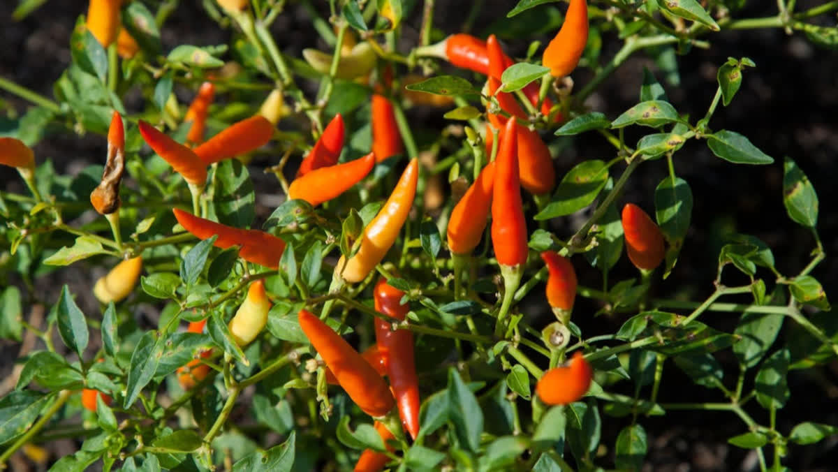 Foto: Harga Pangan 28 September: Cabai Rawit Rp113.750/Kg