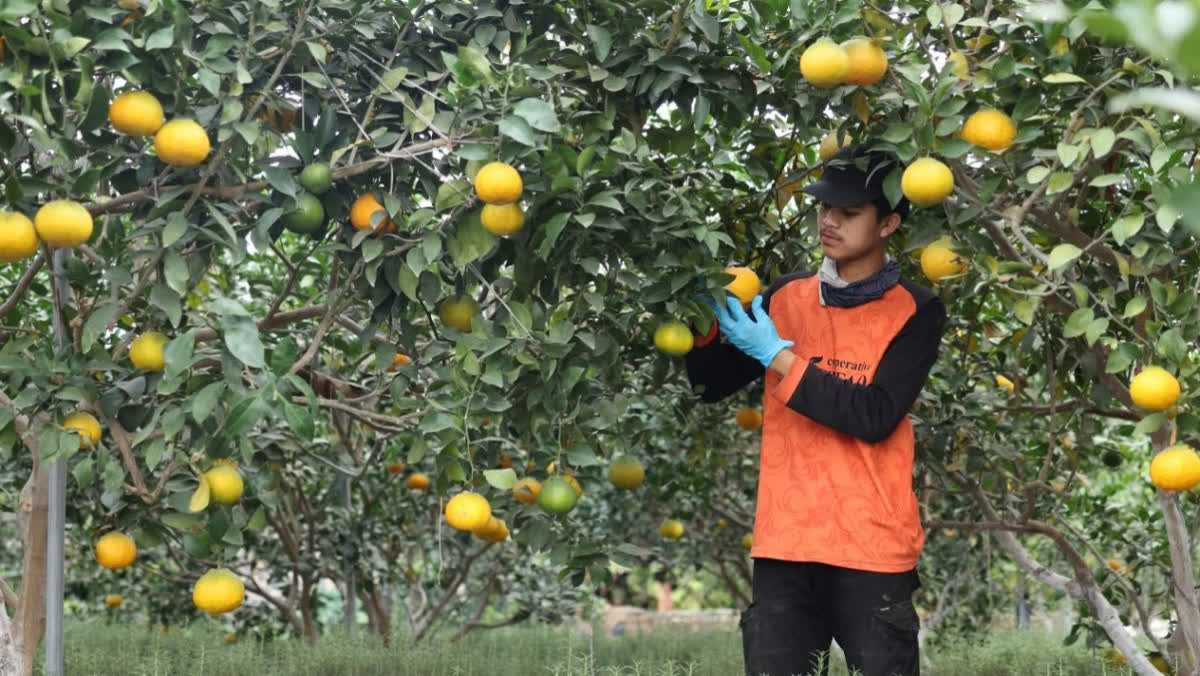 Foto: Koperasi Pesantren di Bandung Hubungkan 300 Petani ke Ritel Modern