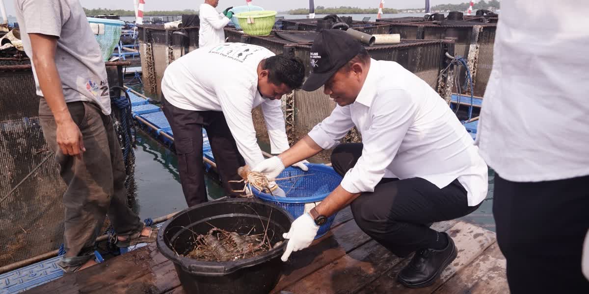 Foto: Lobster Budi Daya Batam Ekspor Perdana ke Singapura