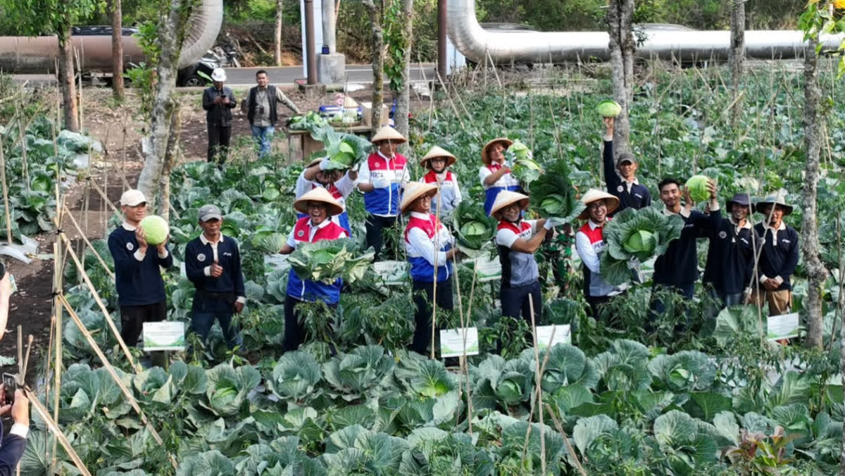 Foto: Panas Bumi Kamojang Diolah Petani Jadi Pupuk, Hemat Rp82 Juta