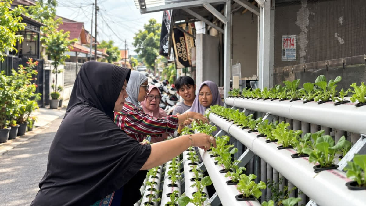Foto: PNM Ubah Lorong Padat Jadi Kebun Sayur Lewat Agro Urban Madani