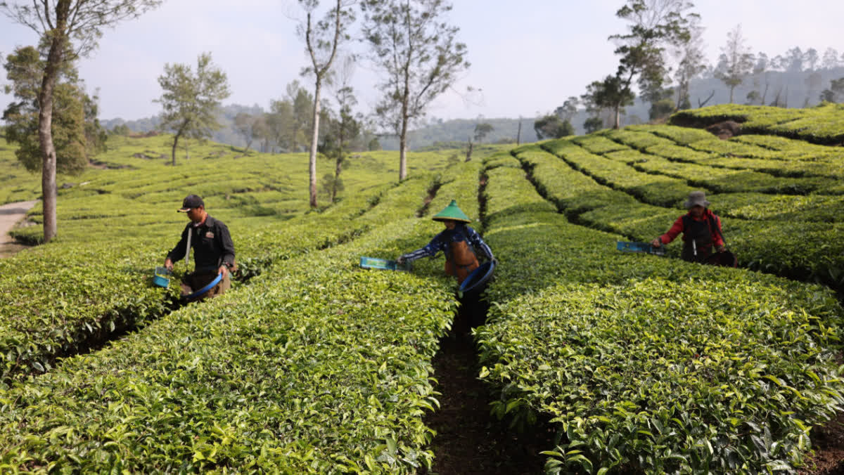 Foto: Puskopkar PTPN VIII Diversifikasi Bisnis Lewat Dana LPDB